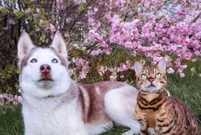 animales