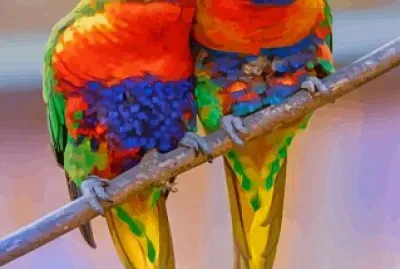 Rainbow lorikeet