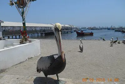 Pelicano