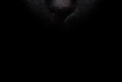 A cat