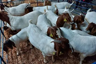 Cabras e Bodes