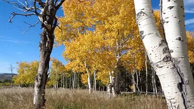 Aspens on Casper Mountain