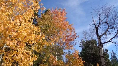 פאזל של Aspens on Casper Mountain