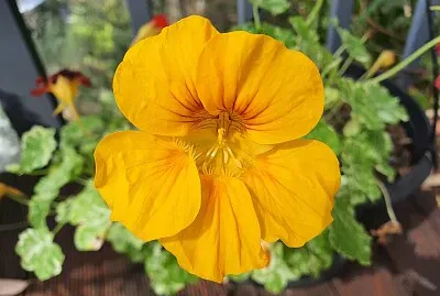 Yellow Nasturtium jigsaw puzzle