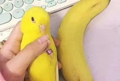 Banana jigsaw puzzle