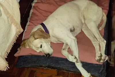 lola jigsaw puzzle