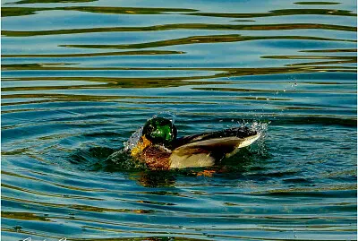 natura jigsaw puzzle