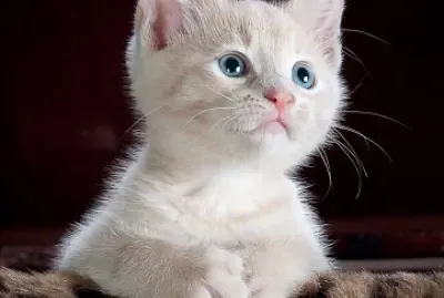 gatto bianco