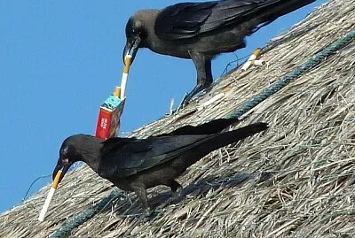 會抽煙的烏鴉〔馬爾代夫〕 jigsaw puzzle