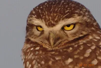 Lechuza jigsaw puzzle