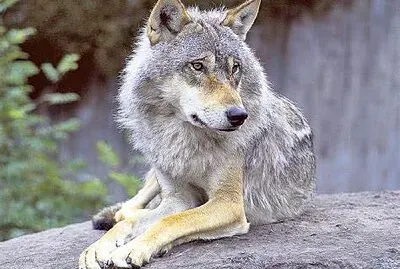 Loup jigsaw puzzle