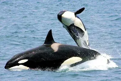 Orque épaulard jigsaw puzzle