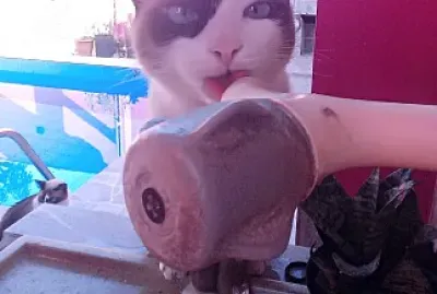 GATO