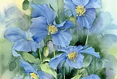 Pavots de l ' Himalaya