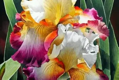 Iris