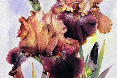 Iris