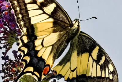 Machaon