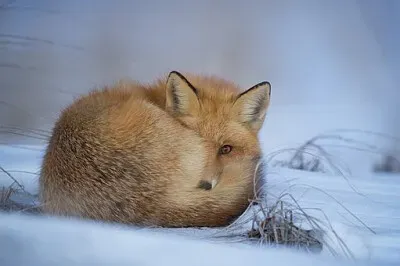 Toy