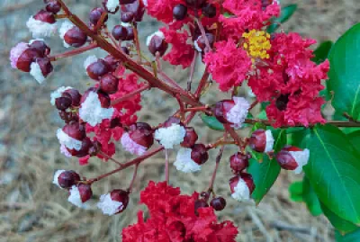 Dynamite Crape Myrtle