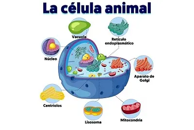 celula animal