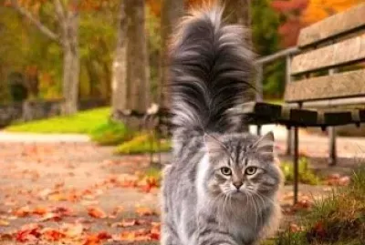 gato