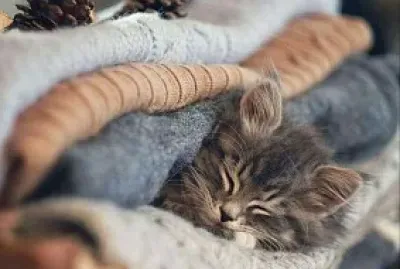 gato