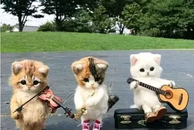 gatos