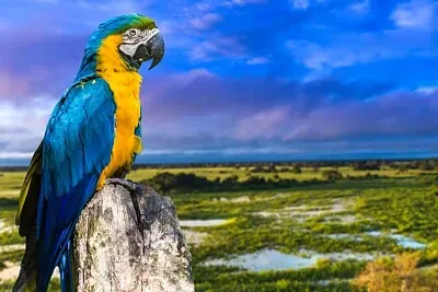 natureza jigsaw puzzle