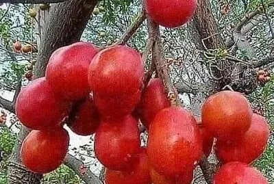 imagem jigsaw puzzle