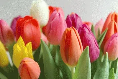 flores, plantas, arboles, ...........................