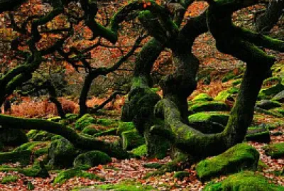 Bosque