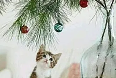gato