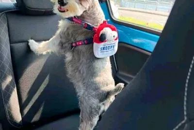 perro