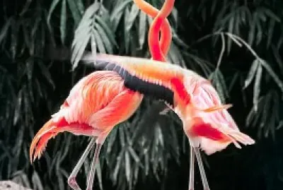 Two flamingoes