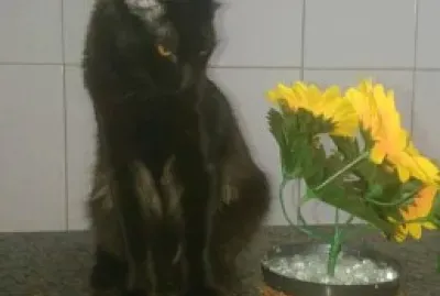 gato flor