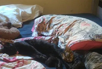 gato lingua