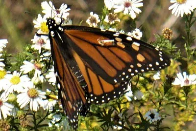 butterfly