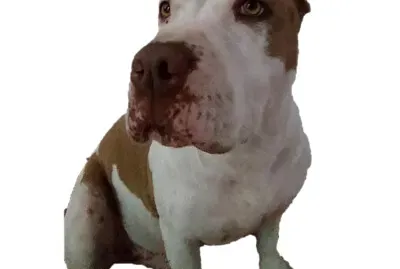 Sacha