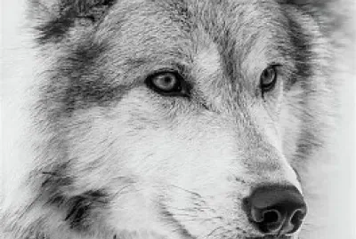 Wolf Sketch