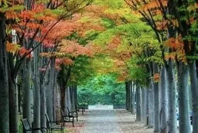 פאזל של imagem