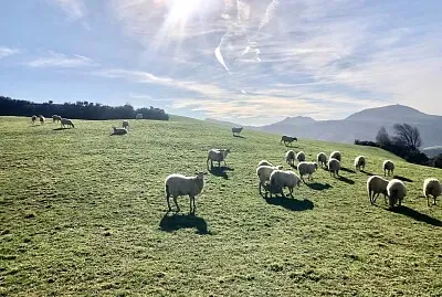 Moutons dans la prairie