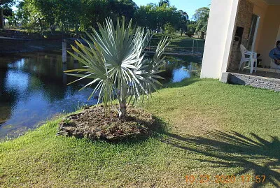 Palmeira exótica