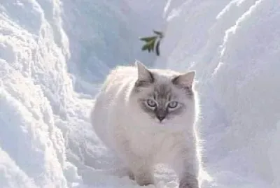 פאזל של gato