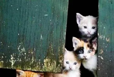 פאזל של gato