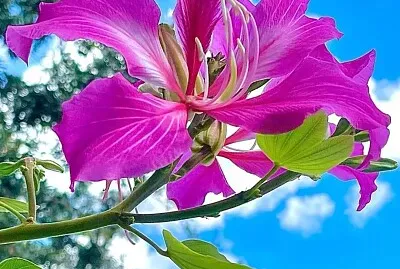 imagem jigsaw puzzle