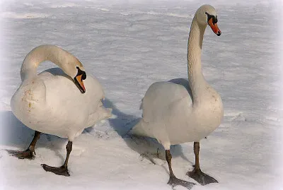 Cygnes en hiver