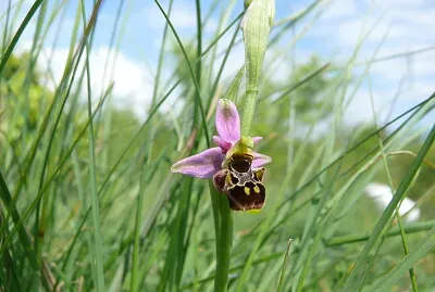 orchidée sauvage