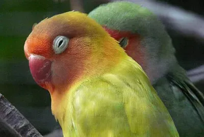 Toy