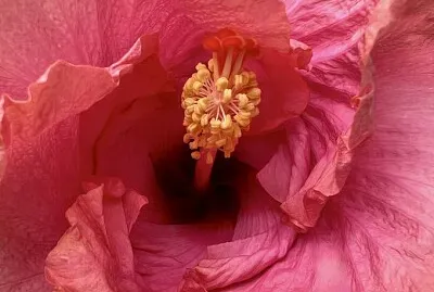 Flor