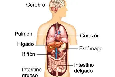 cuerpo humano